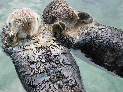 otters