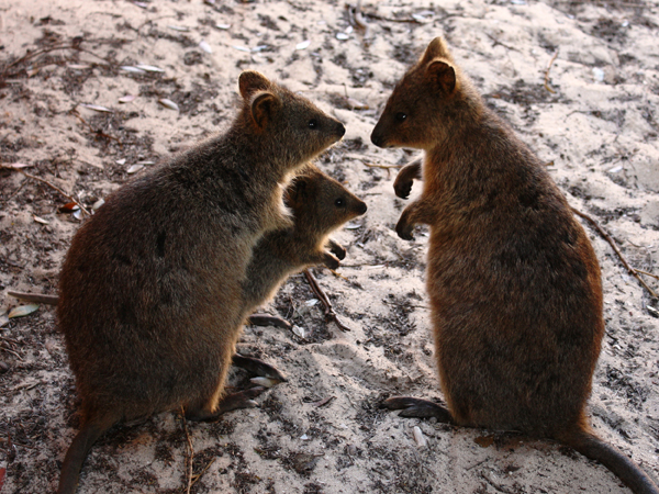 Quokka (Setonix brachyurus)